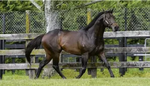  ?? PHOTO: TRISH DUNELL ?? Records tumble . . . Champion stallion in waiting Proisir.