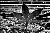  ?? ERIC ENGMAN/AP 2017 ?? Some states that have legalized marijuana are considerin­g protecting them from a shift in federal enforcemen­t policy.