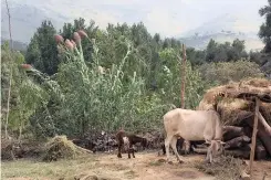  ?? Washington Post ?? GOATS and a cow graze at a farm in the village of Boddla located near acres of eucalyptus trees planted in 2016. |