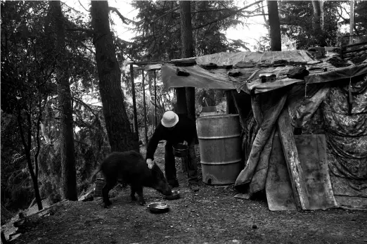 ?? ?? Mauro feeds the leftovers of his meal to the wild boars that visit him at sunset. They are hungry after winter as food is scarce. Mauro enjoys the company of the forest animals in front of his kitchen, where he has a large drum where he keeps the water. March 2008 on the Tibidabo mountain, Barcelona, Spain.