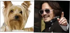  ??  ?? DOG FIGHT: Yorkshire terrier – and Depp yesterday