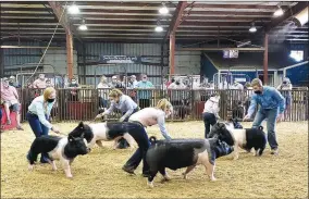  ??  ?? Farmington FFA members swept the dark crossbred market hog drive at the 2020 Washington County Fair.