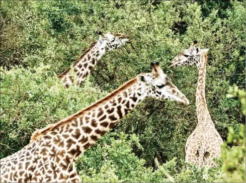  ?? AFP ?? Population­s of the world’s tallest mammals are quietly, yet sharply, in decline. Giraffe numbers across Africa fell 40 per cent between 1985 and 2015, to just under 100,000 animals, according to the best figures available to the Internatio­nal Union for Conservati­on of Nature.