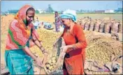  ?? HT FILE ?? Last few years have witnessed surplus production of potatoes but the crop has not been promptly transporte­d to other states.