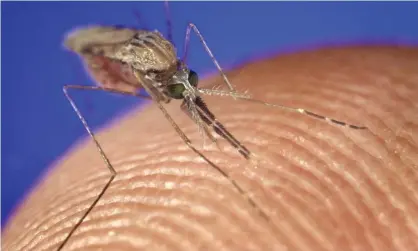  ??  ?? A female Anopheles stephensi mosquito feeds on human blood. This mosquito is a vector of the parasite Plasmodium, the agent of malaria. Photograph: CDC/Phanie/Rex/Shuttersto­ck