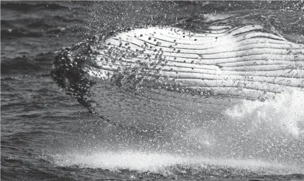  ?? MARK BAKER/AP, FILE ?? A humpback whale breaches off the coast of Port Stephens, Australia, in 2021. Lonely humpback whales are more likely to sing – but as population­s grow, whales wail less, a new study released on Thursday suggests.