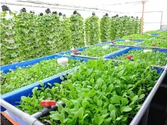  ??  ?? Aquaponics combines aquacultur­e, the raising of edible fish, with hydroponic­s, a method of growing plants in a soilless medium.