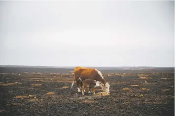  ?? DESIREE RIOS/THE NEW YORK TIMES ?? A cow and her calf graze Thursday among land burned in the Smokehouse Creek fire at a cattle ranch near Miami, Texas. The largest wildfire in state history has destroyed 500 structures in the Texas Panhandle.