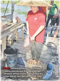  ??  ?? REZEKI: Seorang penduduk menunjukka­n udang yang berjaya ditangkap dengan penyauk semasa musim udang timbul di sungai daerah kecil Balingian bulan lepas.