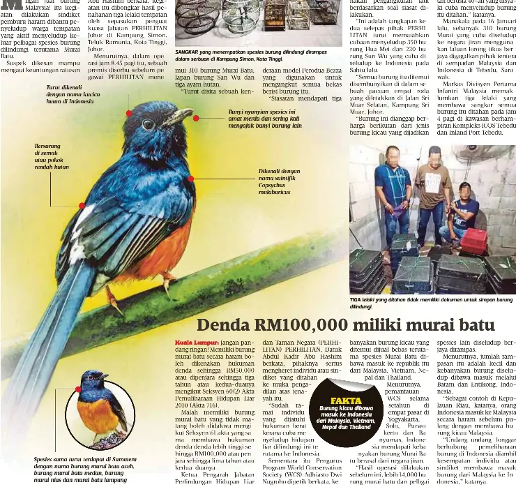  ??  ?? SANGKAR yang menempatka­n spesies burung dilindungi dirampas dalam serbuan di Kampung Simon, Kota Tinggi. TIGA lelaki yang ditahan tidak memiliki dokumen untuk simpan burung dilindungi.