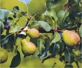  ??  ?? When ripe, a gentle twist is all you need to pick pears