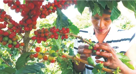  ??  ?? GRANO. El 90% de los productore­s de café son pequeños y es cultivado por más de 120,000 familias de 15 de los 18 departamen­tos.