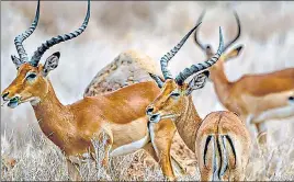  ??  ?? Impalas in the Lewa wildlife conservanc­y in northern Kenya near Isiolo.