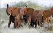  ?? KAREL PRINSLOO/AP ?? Animal rights activists and environmen­tal groups were skeptical that killing elephants could help save them.