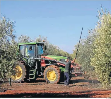  ?? EL DÍA ?? Una cuadrilla, en plena recogida de la aceituna.