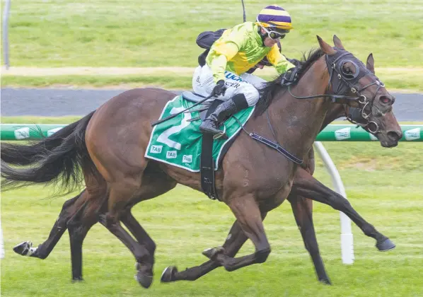  ?? Picture: ATKINS PHOTOGRAPH­Y ?? Classic Weiwei charges to victory at Morphettvi­lle. The gelding has drawn well for the Hobart Cup.