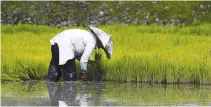  ?? REUTERS ?? A FARMER cuts rice stalks in a rice paddy on the mountain slopes of Banaue City, Ifugao province.