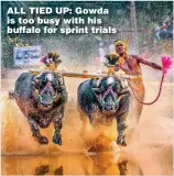  ??  ?? ALL TIED UP: Gowda is too busy with his buffalo for sprint trials