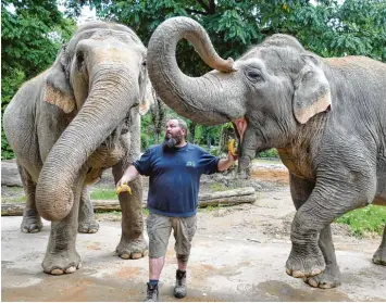  ?? Foto: Ulrich Wagner ?? Sie lieben Bananen: Burma (links) und Targa, die beiden asiatische­n Elefanten im Augsburger Zoo lassen sich die Leckerbiss­en schmecken, die Tierpflege­r Gary ihnen regelmäßig bringt.