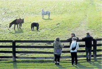  ?? BARB FOX/SPECIAL TO POSTMEDIA NEWS ?? Horse Haven now houses 70 previously unwanted horses.