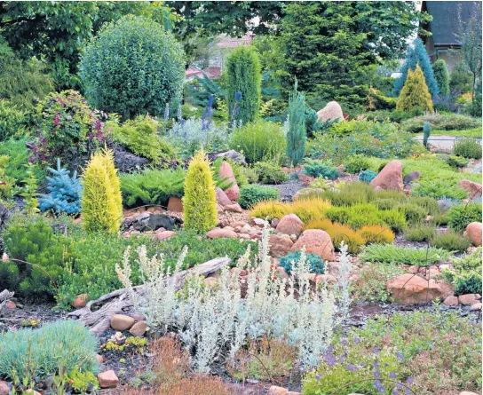  ?? ?? g Small conifers form a traditiona­l element in Alpine rock gardens