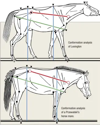  ??  ?? Conformati­on analysis of Lexington Conformati­on analysis of a Przewalski’s horse mare.