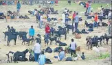  ?? DEEPAK GUPTA/HT PHOTO ?? ▪ Goat market in Lucknow.