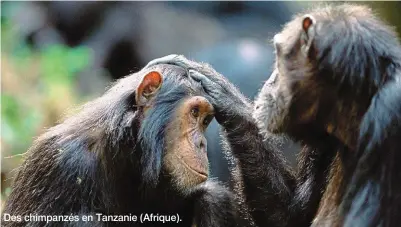  ?? ?? Des chimpanzés en Tanzanie (Afrique).