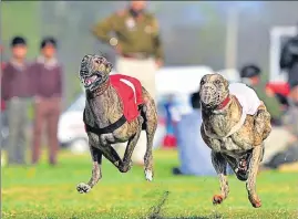  ?? GURPREET SINGH/HT ?? Dogs racing at the 82nd Kila Raipur Rural Olympics near Ludhiana on Friday.