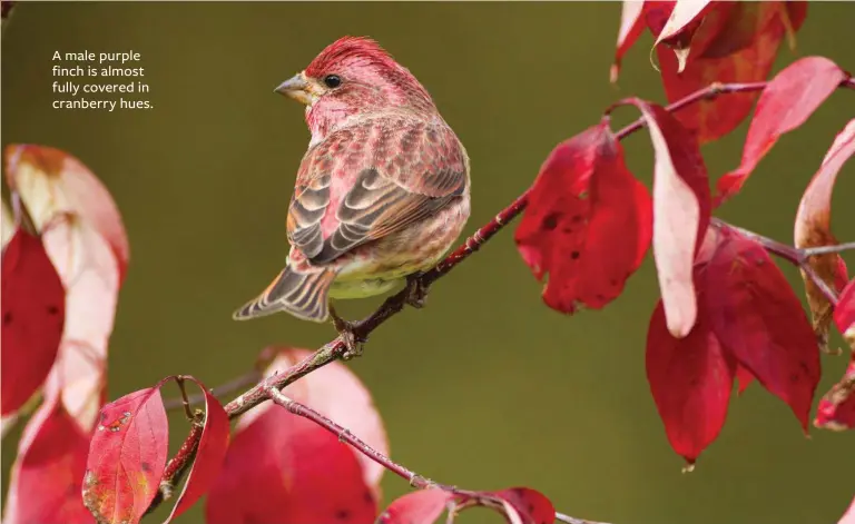  ??  ?? A male purple finch is almost fully covered in cranberry hues.