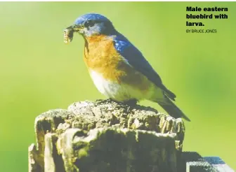  ?? BY BRUCE JONES ?? Male eastern bluebird with larva.