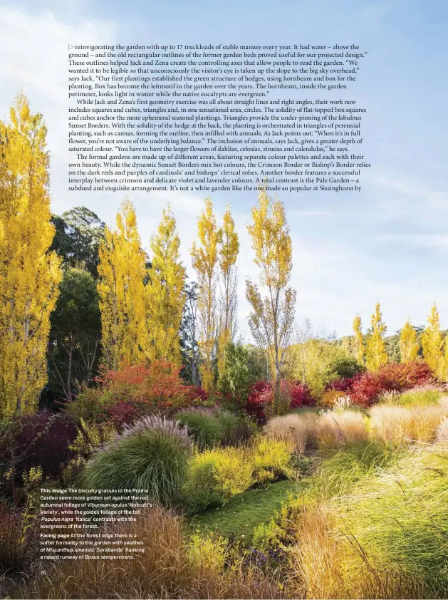  ??  ?? This image The biscuity grasses in the Prairie Garden seem more golden set against the red autumnal foliage of Viburnum opulus ‘Notcutt’s Variety’, while the golden foliage of the tallPopulu­s nigra ‘Italica’ contrasts with the evergreens of the forest.Facing page At the forest edge there is a softer formality to the garden with swathes of Miscanthus sinensis ‘ Sarabande’ flanking a raised runway of Buxus sempervire­ns.