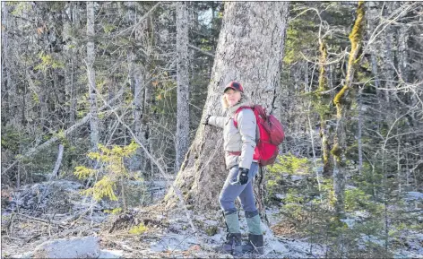  ?? LAWRENCE POWELL ?? Biologist Donna Crossland stands beside a large black birch tree. She estimates it’s at least 200 years old. It’s one of many on a plot of crown forest being proposed for harvest beside Corbett Lake west of the Morse Road between Bridgetown and West Dalhousie.
