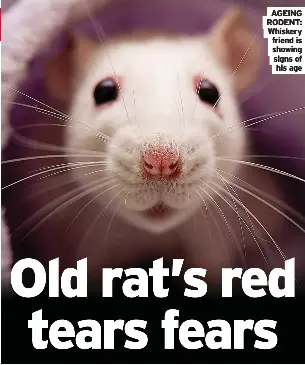 Old rat’s red tears fears - PressReader