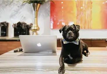  ?? Elizabeth Conley photos / Houston Chronicle ?? Sir Griffin prepares for a busy day of greeting guests at the front desk of the JW Marriott Houston Downtown.