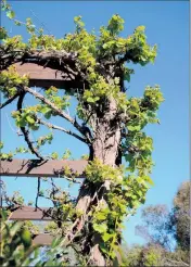  ??  ?? Decade of growth: An ornamental grape vine.