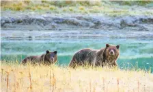  ??  ?? Osos grizzly, una de las especies que según expertos se salvaron de la extinción gracias a la ley de protección de especies que ahora Trump cambió.