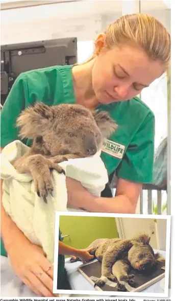  ?? Pictures: SUPPLIED ?? Currumbin Wildlife Hospital vet nurse Natasha Graham with injured koala Jalu.