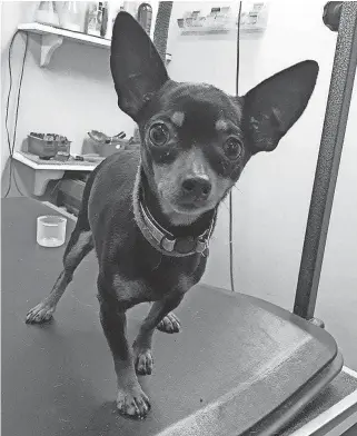  ?? ALLEGAN COUNTY SHERIFF’S OFFICE ?? The Chihuahua that survived has been named Lucky Lulu and is currently at Pet Klips of Wayland.