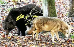  ?? FOTO: ECKHARD JÜNGEL ?? Im Alternativ­en Bärenpark in Worbis sollten eingefange­ne Wolfshybri­den in einem Extra-Gehege untergebra­cht werden. Zehntausen­de Euro wurden investiert. Noch wurde kein Junghybrid­e gefangen.