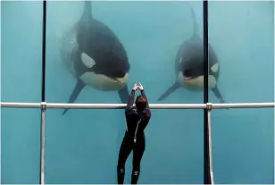  ??  ?? LEFT: Communicat­ing with orcas at the Marineland Aquarium in Antibes, France.