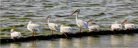  ?? Sam Owens/staff photograph­er ?? Pelicans soak up sunshine and watch for food in November at San Antonio’s Mitchell Lake.