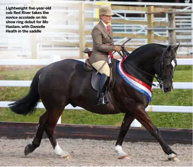  ??  ?? Lightweigh­t five-year-old cob Red River takes the novice accolade on his show ring debut for Mo Haslam, with Danielle Heath in the saddle