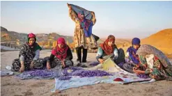  ??  ?? Iranian villagers separate the crimson stigmas from the purple blossoms on the roof of a house just outside the city of Torbat Heydariyeh.