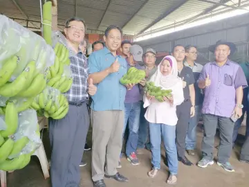  ??  ?? Thumbs up for the Cavendish banana, a product of Miri’s own tissue culture planting material.