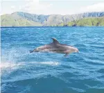  ??  ?? A frisky bottle nose dolphin.