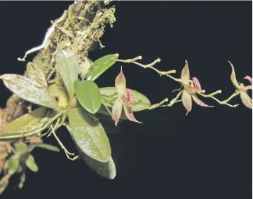  ?? — AFP photo ?? Photo shows the recently-discovered orchid species ‘Andinia tingomaria­na’.