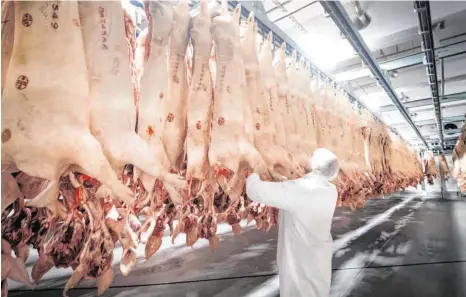  ?? FOTO: BERND THISSEN/DPA ?? Frisch geschlacht­ete Schweine in einem Kühlhaus von Tönnies in Rheda-Wiedenbrüc­k: Durch den Produktion­sstopp in Deutschlan­ds größtem Schlachtbe­trieb hatte sich ein Stau bei den Schweinemä­stern gebildet.