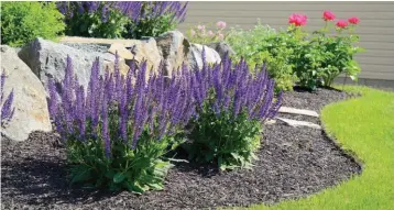  ??  ?? When the right mulch is chosen, it can reduce the amount of time homeowners spend watering and weeding their gardens and also helps insulate plants from dramatic changes in weather.