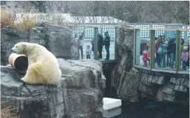  ?? (Reuters) ?? VISITORS WATCH a polar bear at Central Park Zoo in New York.